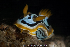 Quadricolor nudibranch-March 2024
(Canon100,1/200,f16,is... by Antonio Venturelli 